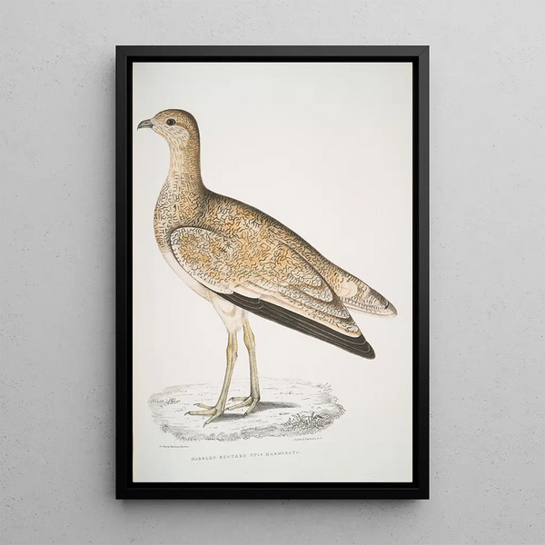 Outarde marbrée Otis marmorata - John Edward Gray — framed artwork on a wall