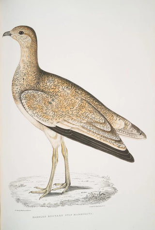 John Edward Gray - Marbled Bustard Otis marmorata.webp