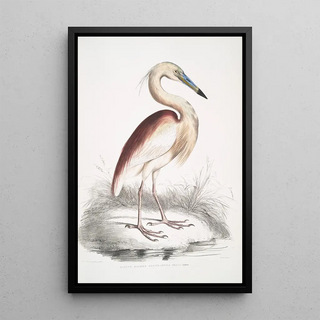 John Edward Gray - Marone Backed Heron Ardea Grayii.webp