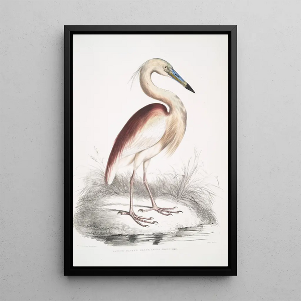 Heron with Brown Back Ardea Grayii - John Edward Gray — framed artwork on a wall