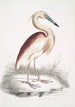 Heron with Brown Back Ardea Grayii - John Edward Gray — artwork view