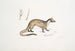 Paradoxure Masqué Paradoxurus Viverra Larvatus - John Edward Gray — artwork view