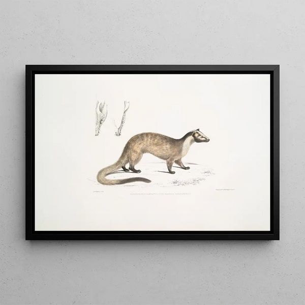 Paradoxure Masqué Paradoxurus Viverra Larvatus - John Edward Gray — framed artwork on a wall