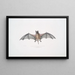 Murine Dysopes Dysopes Murinus - John Edward Gray — framed artwork on a wall