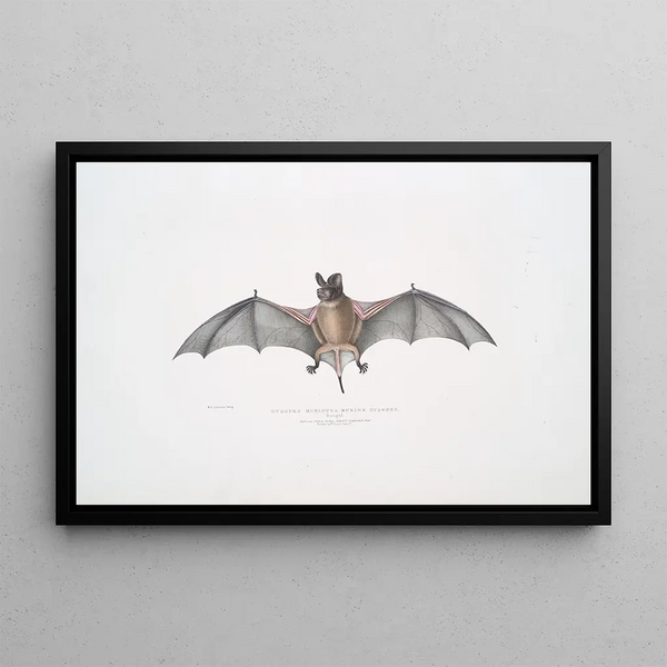 Murine Dysopes Dysopes Murinus - John Edward Gray — framed artwork on a wall