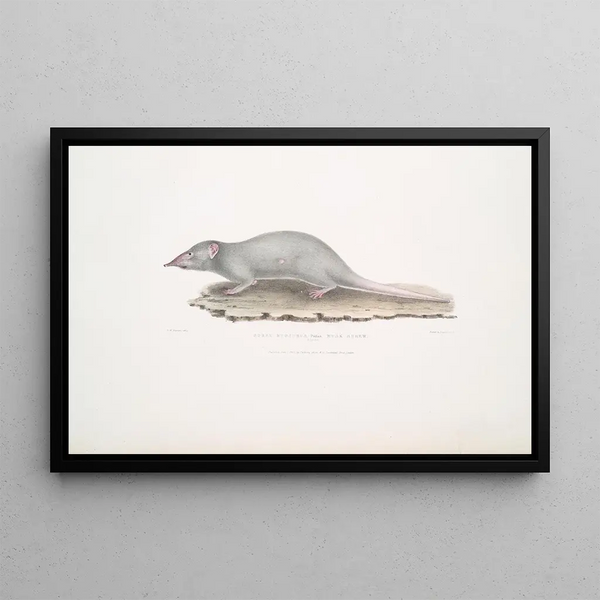 Musaraigne musquée Sorex myosurus - John Edward Gray — framed artwork on a wall