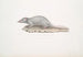 Musaraigne musquée Sorex myosurus - John Edward Gray — artwork view