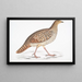 Male Himalayan Monal, Satyra Nepaulensis Male - John Edward Gray — framed artwork on a wall