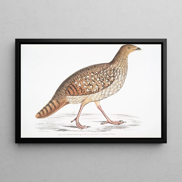 Male Himalayan Monal, Satyra Nepaulensis Male - John Edward Gray — framed artwork on a wall
