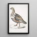 Nigell Tetraogallus Nigellii pheasant and grouse from the Himalayan mountains - John Edward Gray — framed artwork on a wall