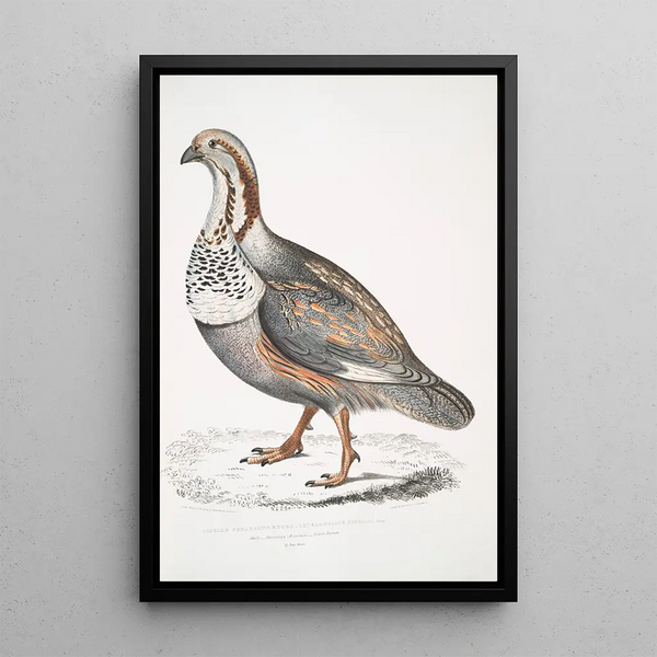 Nigell Tetraogallus Nigellii pheasant and grouse from the Himalayan mountains - John Edward Gray — framed artwork on a wall