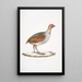 Perdrix olive Perdix olivacea - John Edward Gray — framed artwork on a wall