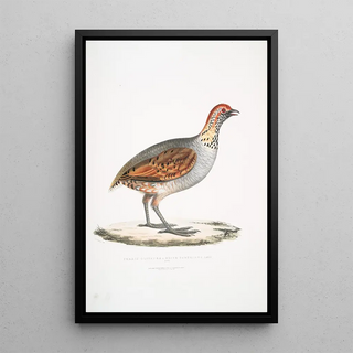 John Edward Gray - Olive Partridge Perdix olivacea.webp