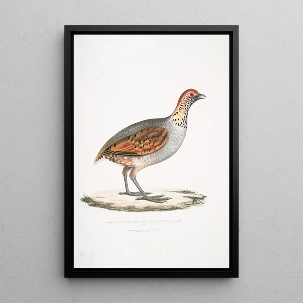 Perdrix olive Perdix olivacea - John Edward Gray — framed artwork on a wall