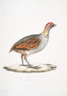 Perdrix olive Perdix olivacea - John Edward Gray — artwork view