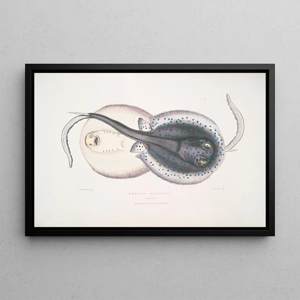 Trygon ornatus, Singapore - John Edward Gray — framed artwork on a wall