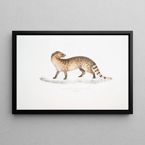 Pale Genette Viverra pallida - John Edward Gray — framed artwork on a wall