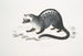 Paradoxe de Pallas, Paradoxurus Pallasii, India - John Edward Gray — artwork view