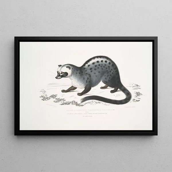 Paradoxe de Pallas, Paradoxurus Pallasii, India - John Edward Gray — framed artwork on a wall