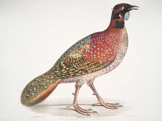 Satyra Pennatii Horned Pheasant - John Edward Gray — artwork view