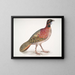 Satyra Pennatii Horned Pheasant - John Edward Gray — framed artwork on a wall