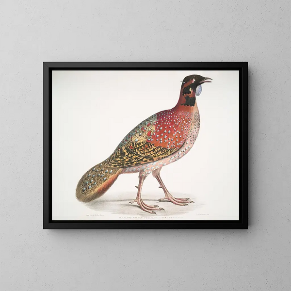 Satyra Pennatii Horned Pheasant - John Edward Gray — framed artwork on a wall