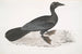 Cormoran pygmée Carbo pygmaeus pygmaeus - John Edward Gray — artwork view