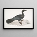 Cormoran pygmée Carbo pygmaeus pygmaeus - John Edward Gray — framed artwork on a wall