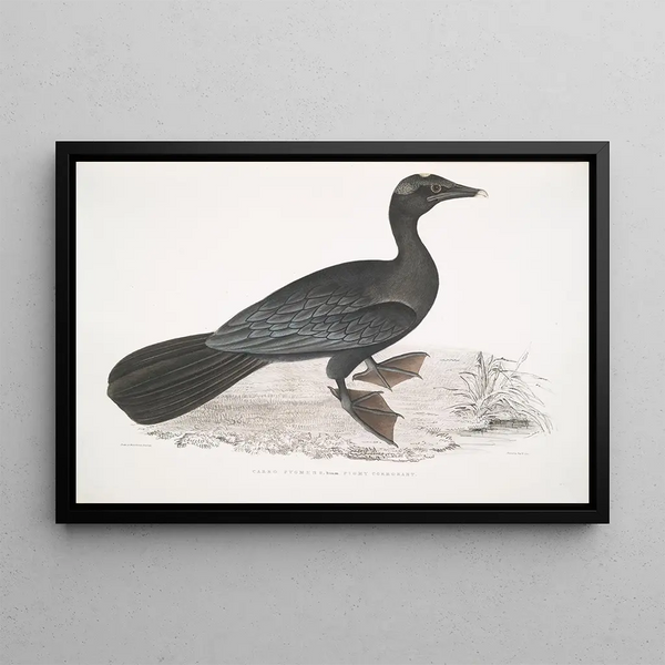 Cormoran pygmée Carbo pygmaeus pygmaeus - John Edward Gray — framed artwork on a wall