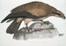 Kingfisher single Halitus unicolor - John Edward Gray — artwork view