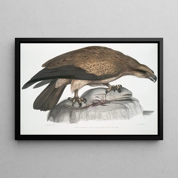 Kingfisher single Halitus unicolor - John Edward Gray — framed artwork on a wall