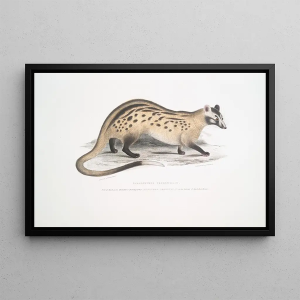 Paradoxure préhensile Paradoxurus prehensilis - John Edward Gray — framed artwork on a wall