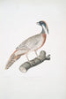 Pheasant Pucras Phasianus Pucrasia - John Edward Gray — artwork view