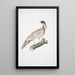 Pheasant Pucras Phasianus Pucrasia - John Edward Gray — framed artwork on a wall