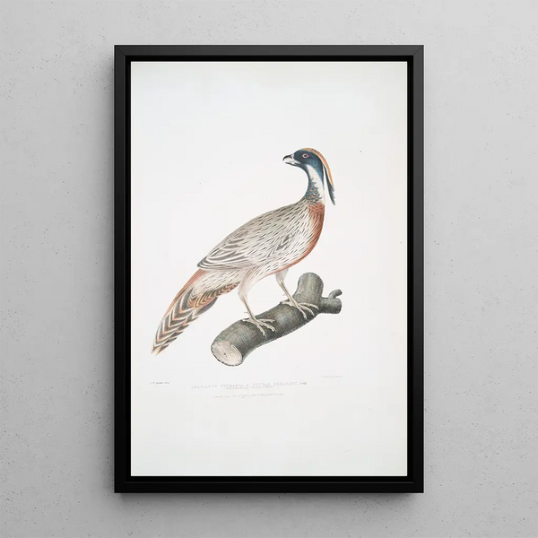Pheasant Pucras Phasianus Pucrasia - John Edward Gray — framed artwork on a wall