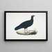 Purple Pheasant Phasianus purpureus - John Edward Gray — framed artwork on a wall