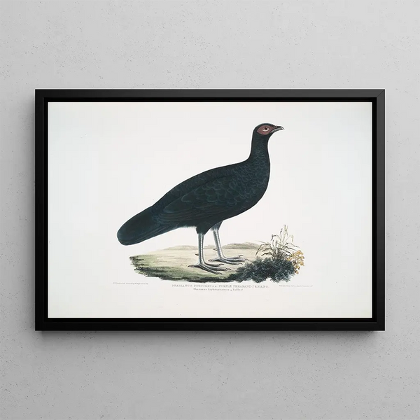 Purple Pheasant Phasianus purpureus - John Edward Gray — framed artwork on a wall