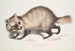 Raccoon Face Dog Canis procyonoides China - John Edward Gray — artwork view