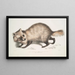Raccoon Face Dog Canis procyonoides China - John Edward Gray — framed artwork on a wall