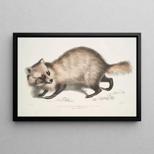 Raccoon Face Dog Canis procyonoides China - John Edward Gray — framed artwork on a wall