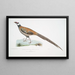Faisan de Reeves, Phasianus reevesii - John Edward Gray — framed artwork on a wall