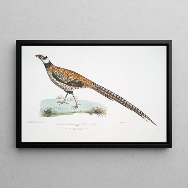 Faisan de Reeves, Phasianus reevesii - John Edward Gray — framed artwork on a wall