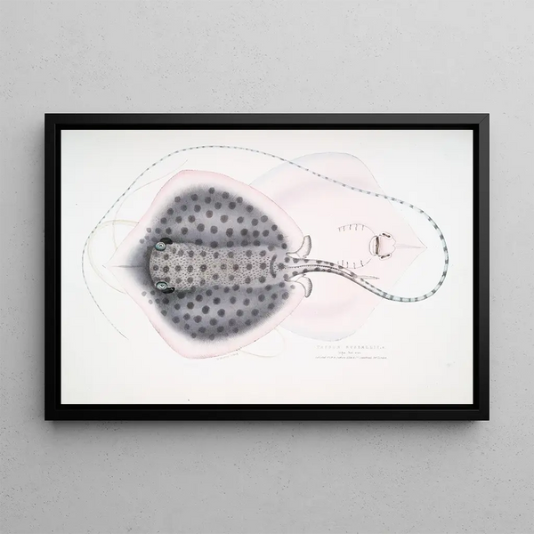 Trygon russellii, la raie de Russell - John Edward Gray — framed artwork on a wall