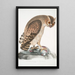 Strix Hardwickii with protected legs, life size - John Edward Gray — framed artwork on a wall