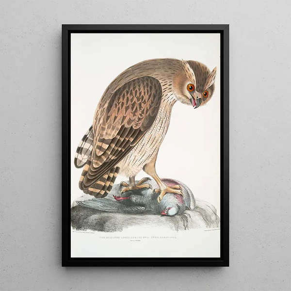 Strix Hardwickii with protected legs, life size - John Edward Gray — framed artwork on a wall