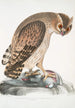 Strix Hardwickii with protected legs, life size - John Edward Gray — artwork view