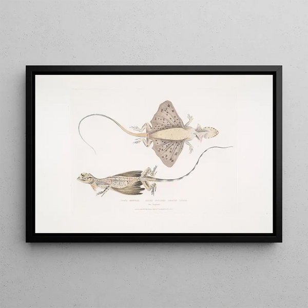 the Short-snouted Dragon Draco abbreviata from Singapore - John Edward Gray — framed artwork on a wall