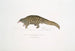 Short-tailed pangolin painting Manis brachyura - John Edward Gray — artwork view