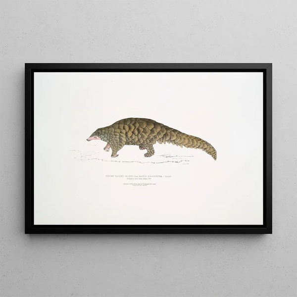 Short-tailed pangolin painting Manis brachyura - John Edward Gray — framed artwork on a wall