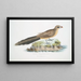 Coucou Sirkeer Centropus Sirkee - John Edward Gray — framed artwork on a wall